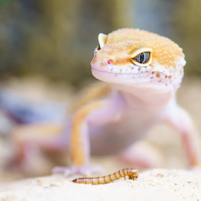 Reptilia Vaughan